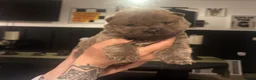Chow Chow dogs for sale: KC Registered Chow Chow Puppies for Sale  - Advert 16