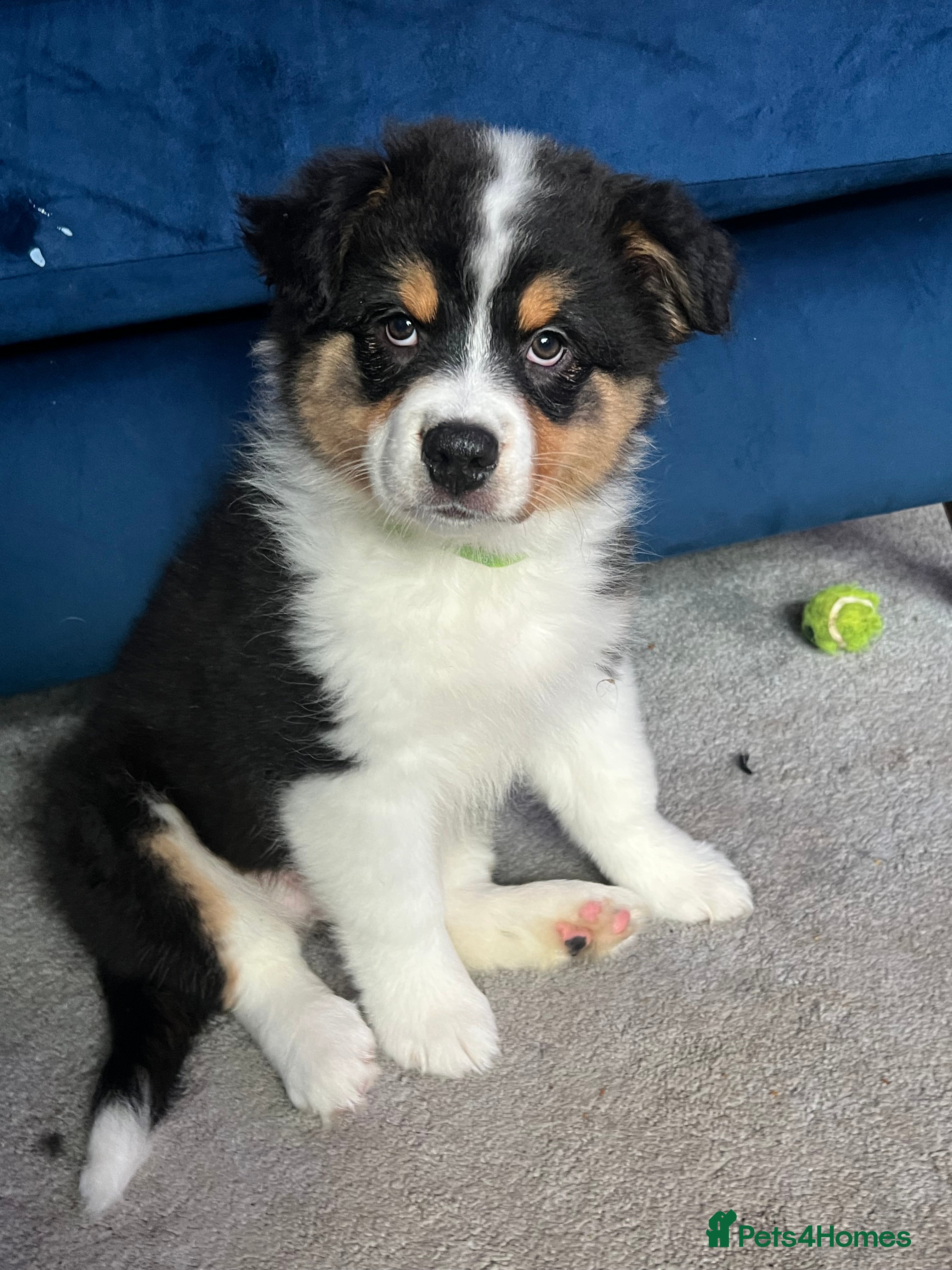 Australian Shepherd dogs for sale: Australian shepherd puppies - Advert 6