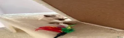 Selkirk Rex cats for sale: Selkirk rex kittens  - Advert 9