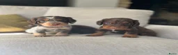 Cocker Spaniel dogs for stud: HEALTH TESTED KC COCKER SPANIEL STUD - Advert 6