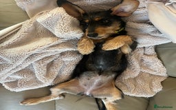 Mixed Breed dogs for sale: 5 month old female dachshund cross puppy - Image 2