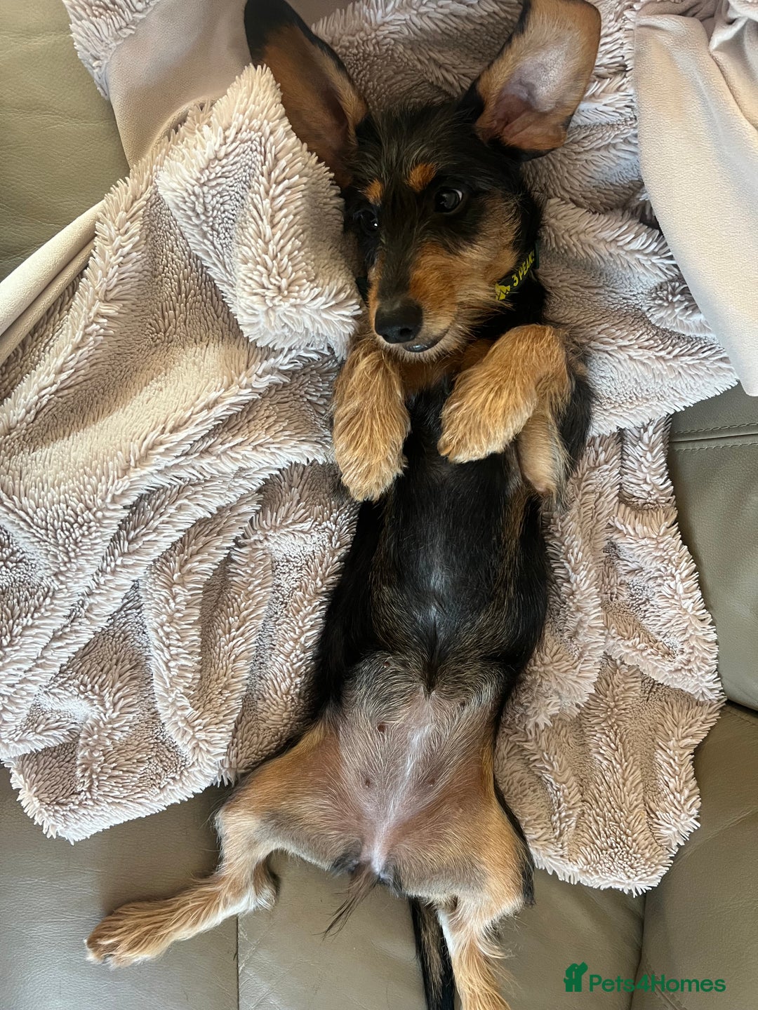 Mixed Breed dogs for sale: 5 month old female dachshund cross puppy - Image 2