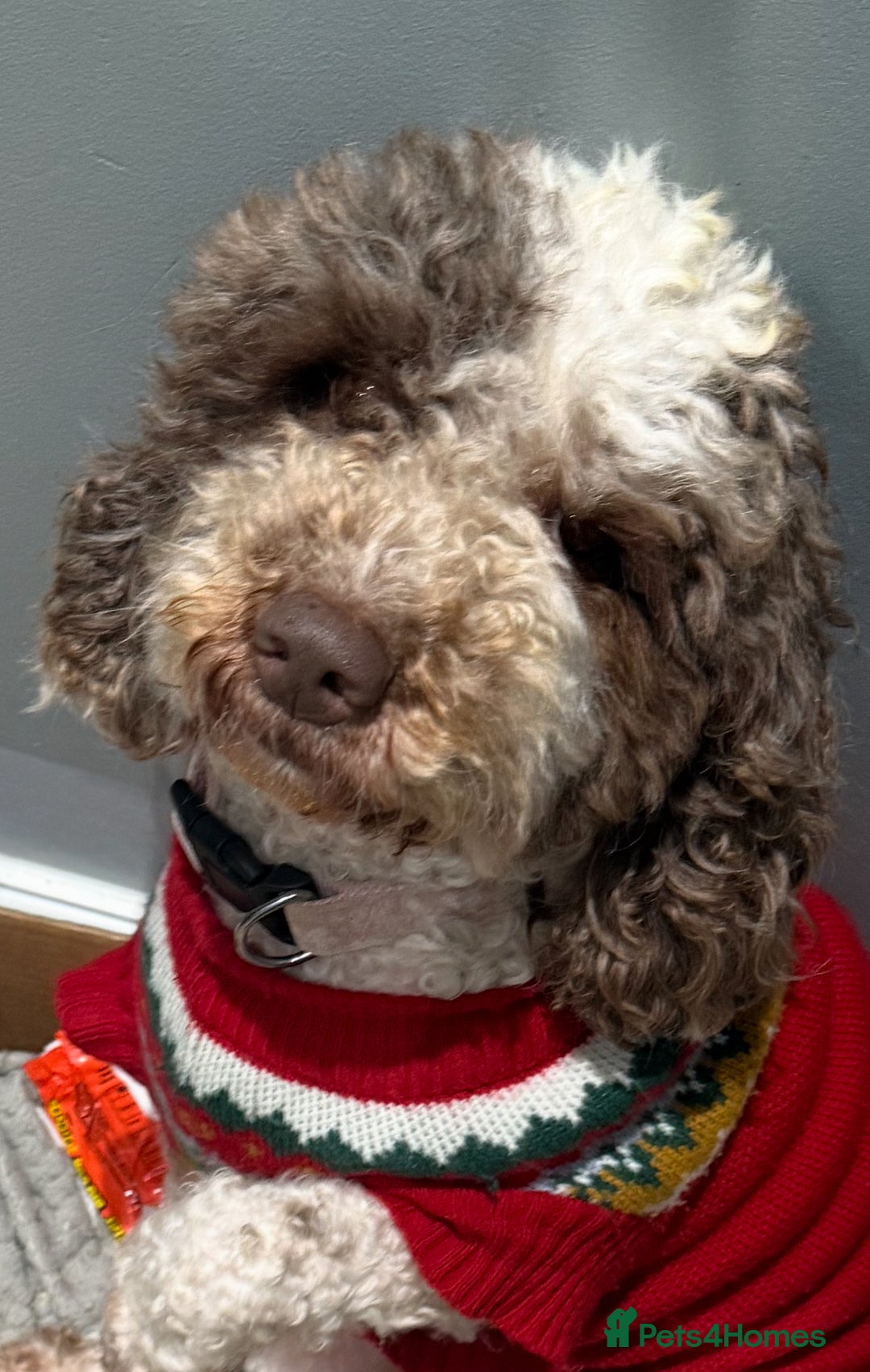 Mixed Breed dogs for sale: Cockapoo puppies  - Advert 2