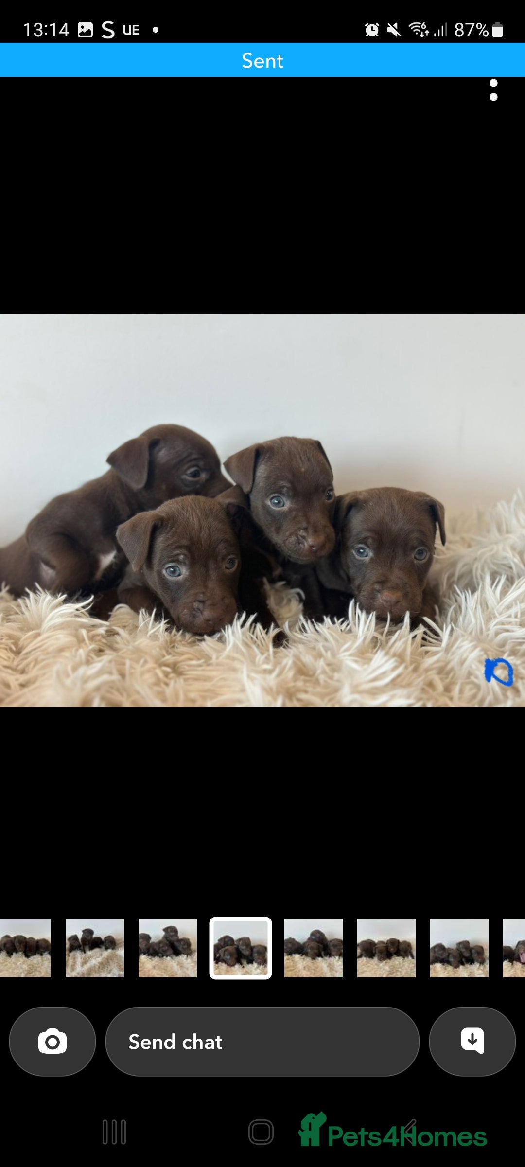 Patterdale Terrier dogs for sale: Patterdale terriers - Image 2