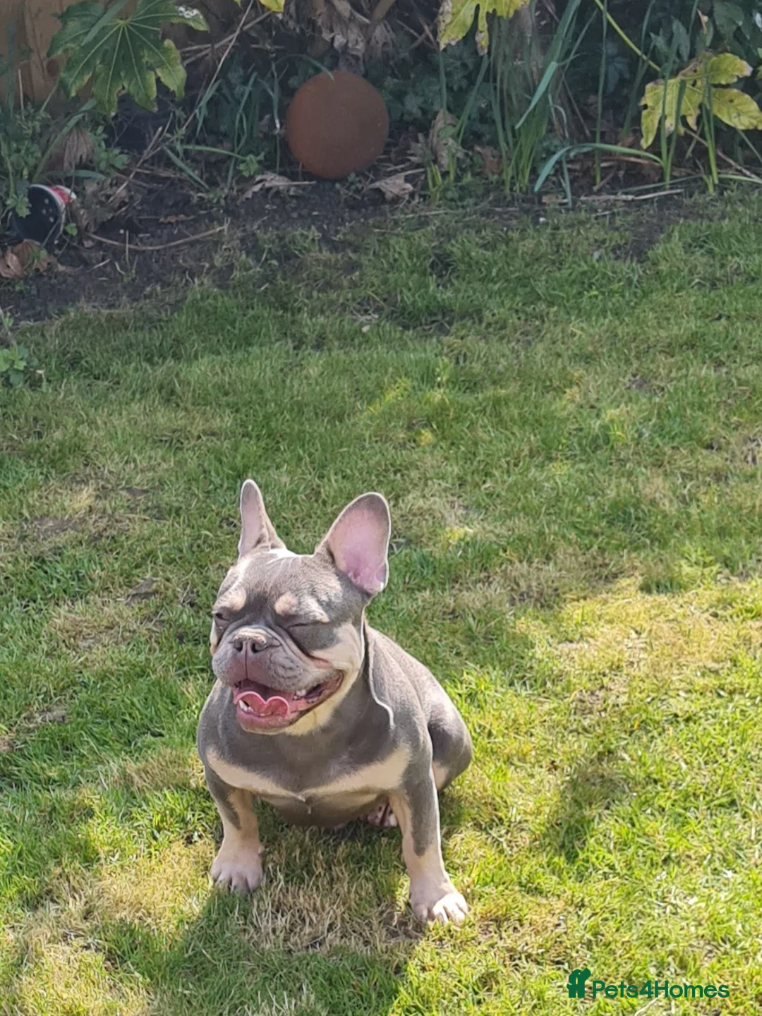 French Bulldog dogs for stud: Top Quality Stud RAMSGATE 🎯🎯 KC registered💣💣  in Ramsgate - Advert 33