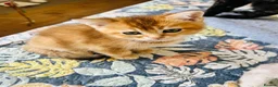 Scottish Fold cats for sale: BEAUTIFUL KITTENS LOOKING FOR THEIR FOREVER HOMES! - Advert 23