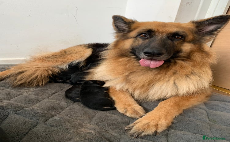 German Shepherd dogs - Advert 12