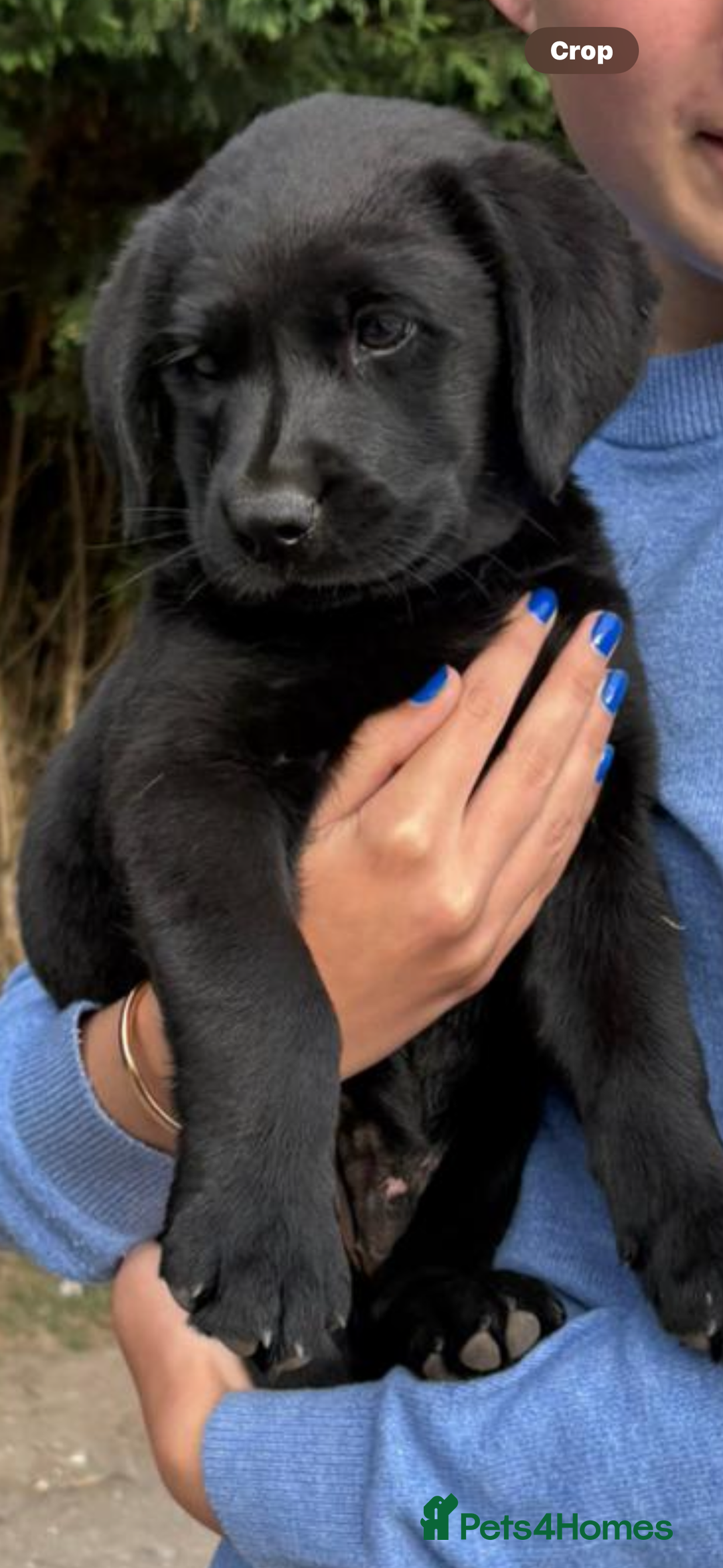 Labrador Retriever dogs for sale: Chunky black little man ready now  - Image 2