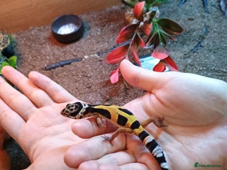 Leopard Gecko reptiles - Advert 2