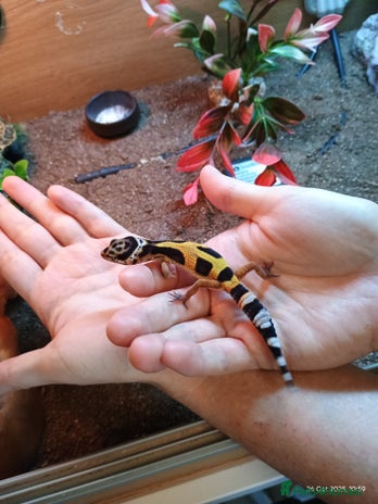 Leopard Gecko reptiles - Advert 1