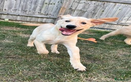 Mixed Breed dogs for sale: READY TO LEAVE - DNA health tested Puppies  - Image 13