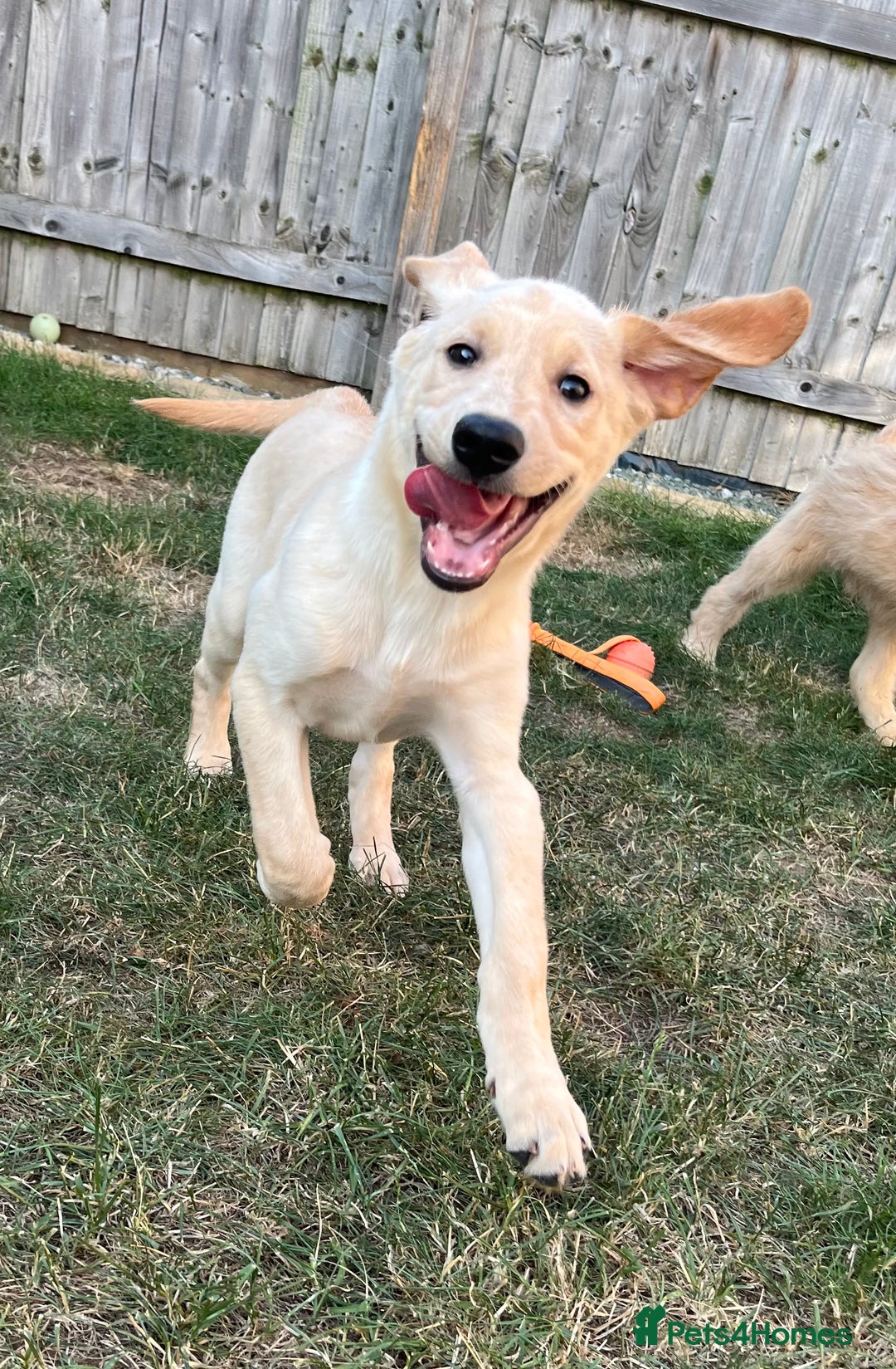 Mixed Breed dogs for sale: READY TO LEAVE - DNA health tested Puppies  - Image 13