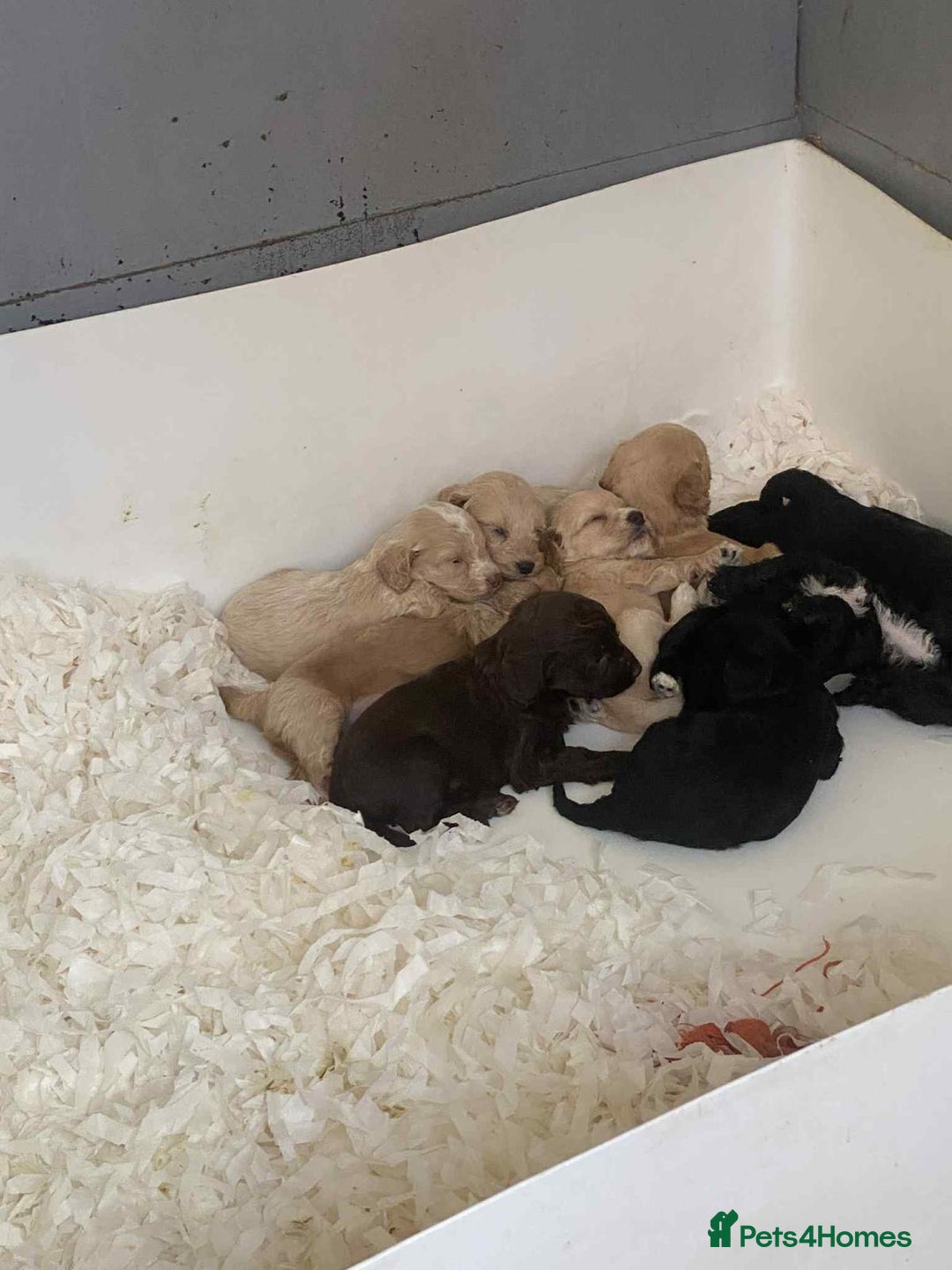 Cockapoo dogs for sale:  F1 Cockapoo puppies - Image 11