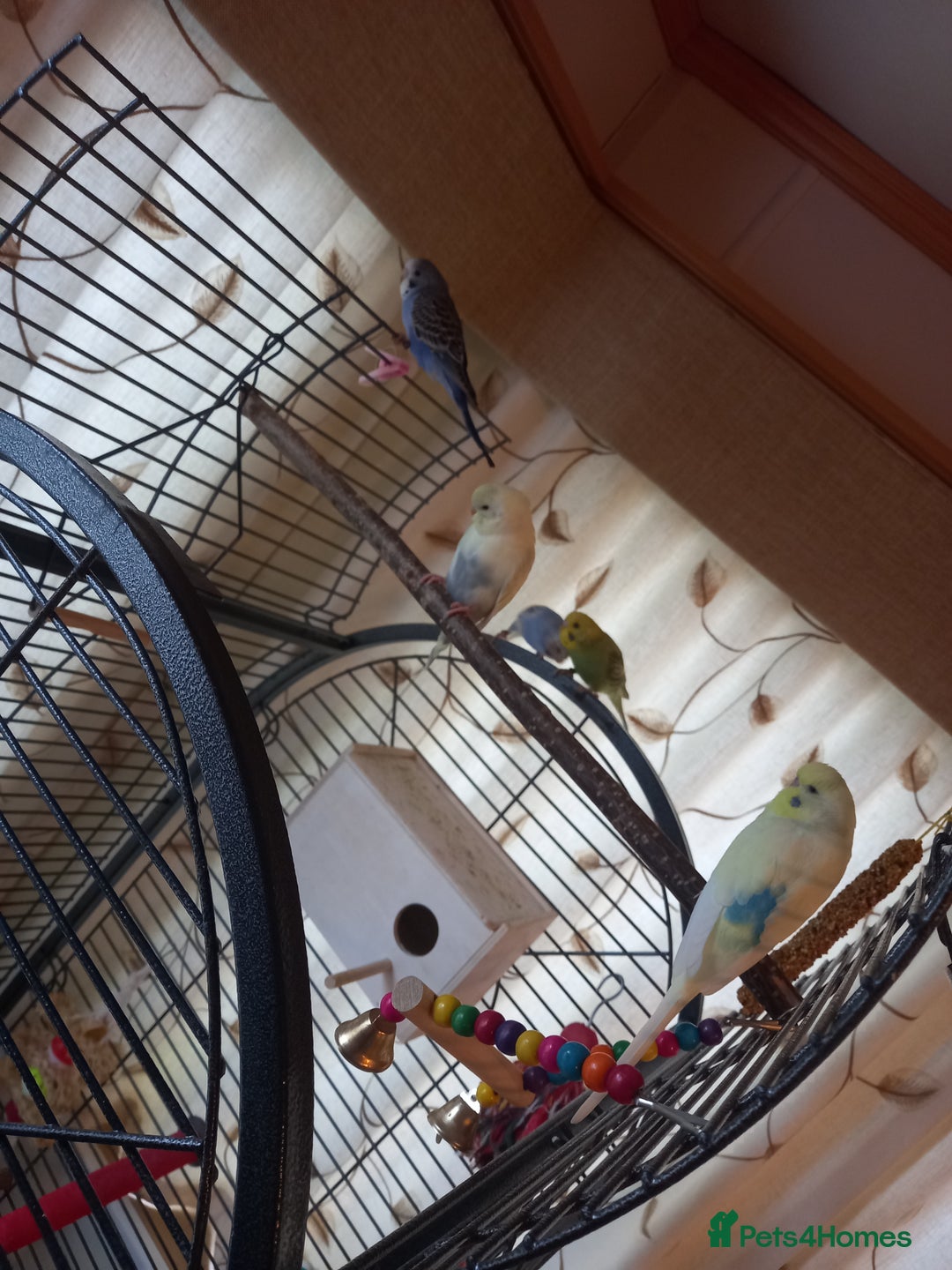Budgerigars birds for sale: Budgies and set up  - Image 2