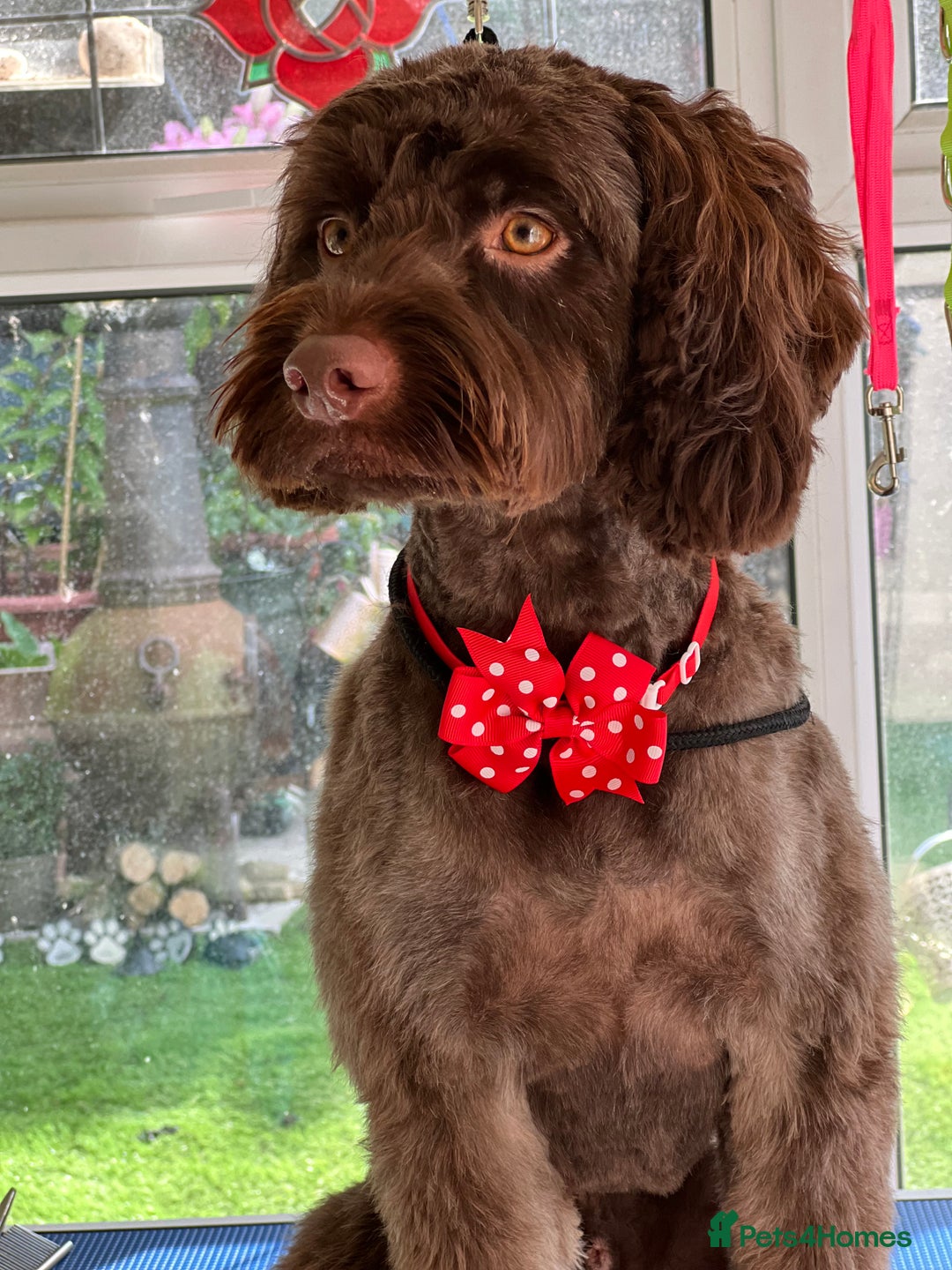 Cockapoo dogs for stud: Remy 18 month old F1 cockapoo for stud  - Image 8