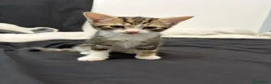 British Shorthair 5