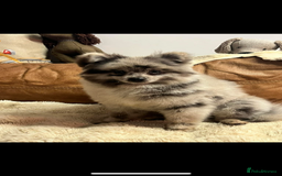 Pomapoo dogs for sale: stunning confident types - Image 11