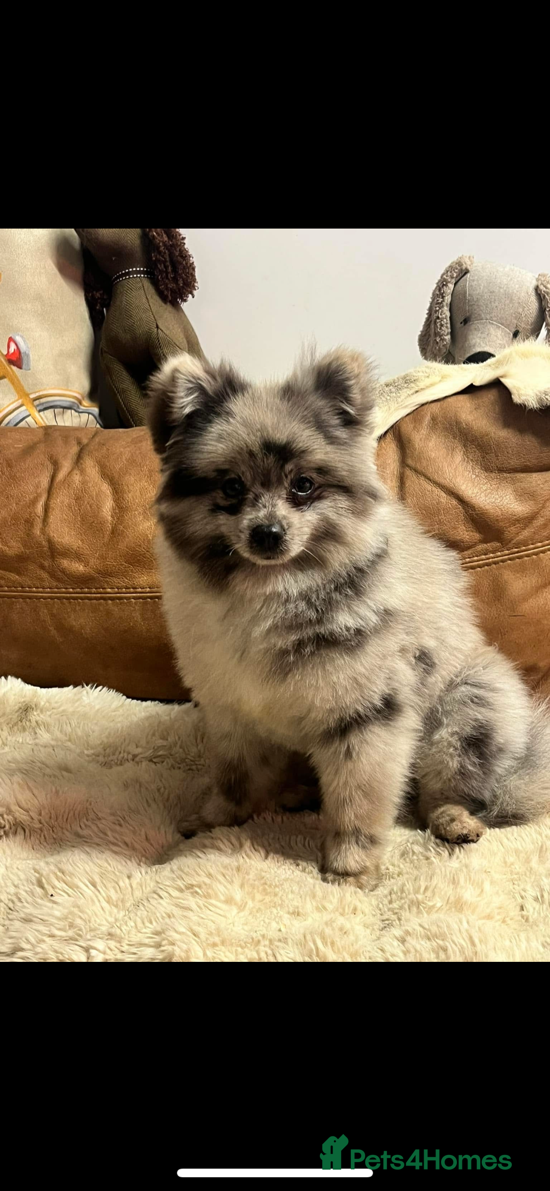 Pomapoo dogs for sale: stunning confident types - Image 11