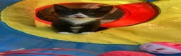 Mixed Breed cats for sale: adorable Kittens - Advert 2