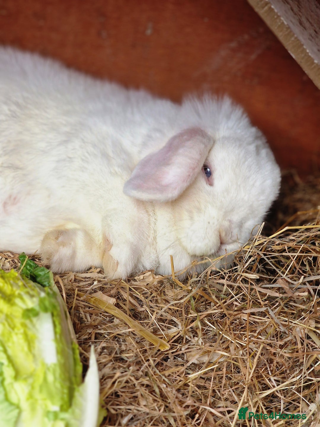 Mini Lop rabbits for sale: Mini lop blue needs a Home  - Advert 4