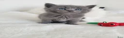 British Shorthair cats for sale: British shorthair kittens  - Advert 14