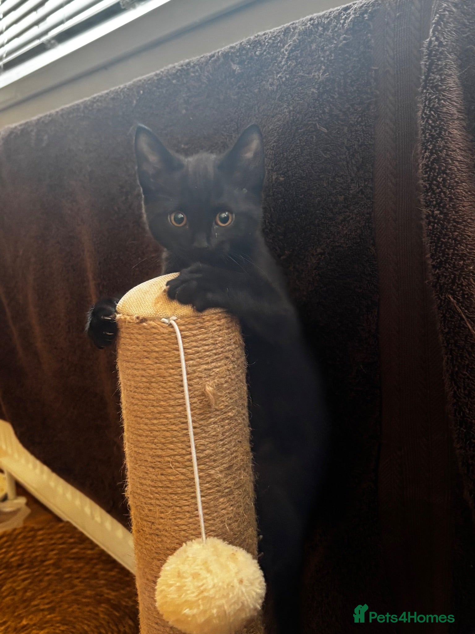 Mixed Breed cats Two black kittens  - Advert 2