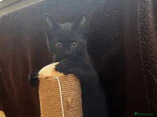 Mixed Breed cats Two black kittens - Advert 14