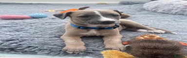 Blue Boy 