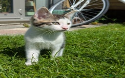 British Shorthair cats for sale: 4 adorable 9 week old kittens for sale - Image 16