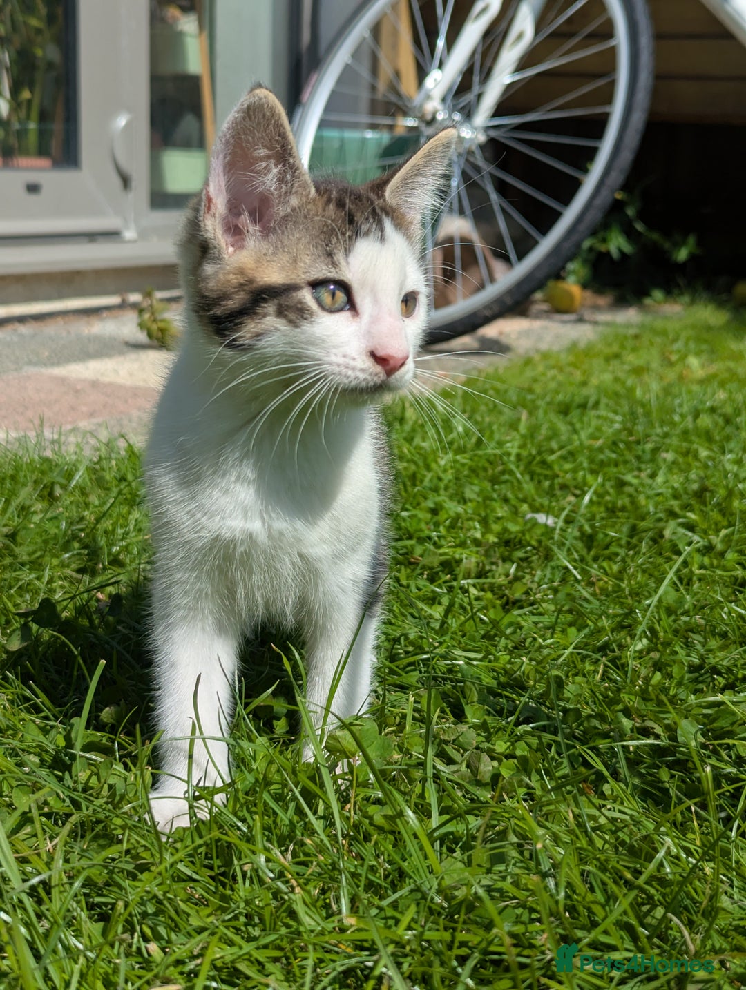 British Shorthair cats for sale: 4 adorable 9 week old kittens for sale - Image 16