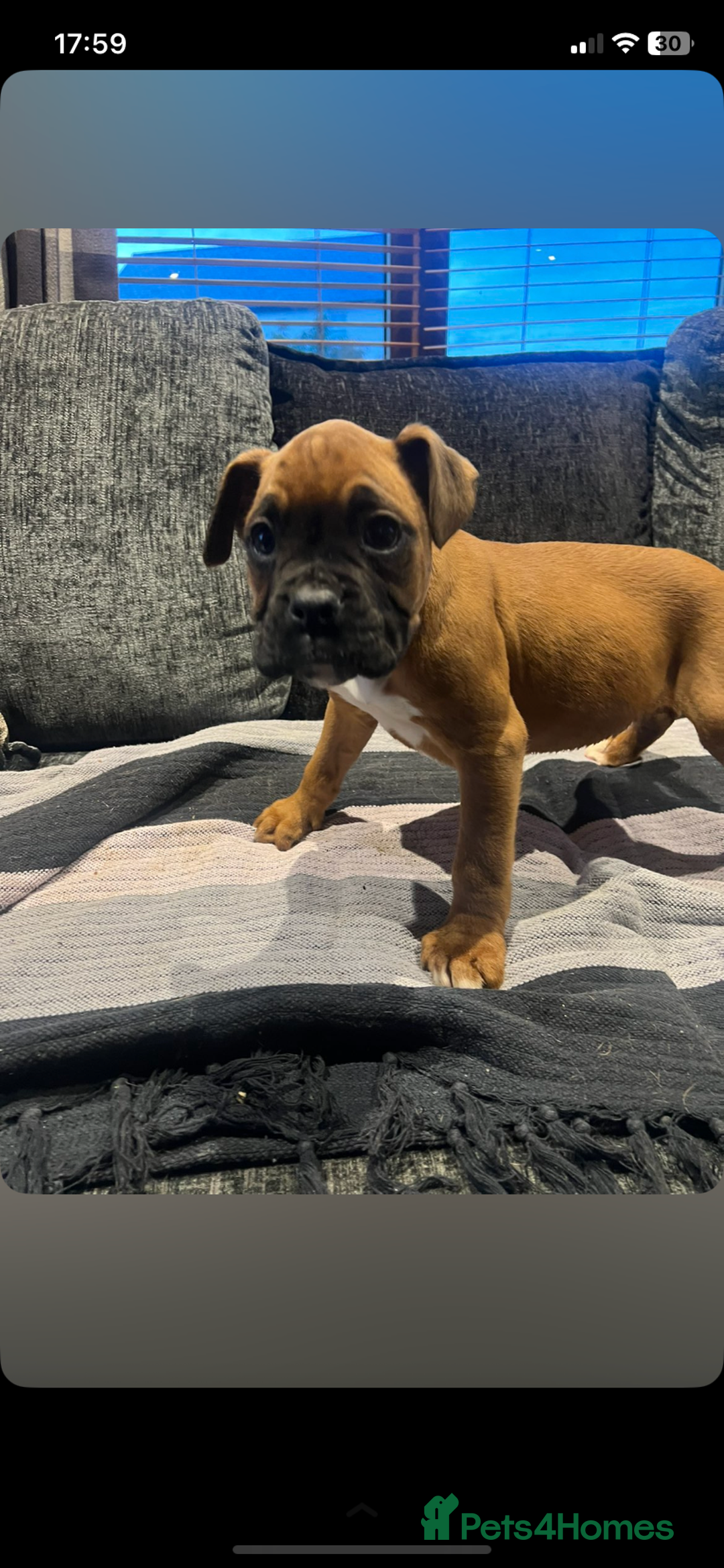 Boxer dogs for sale: Boxer puppies for sale  - Advert 3