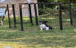 Border Collie dogs for sale: Beautiful baby borders  - Image 6