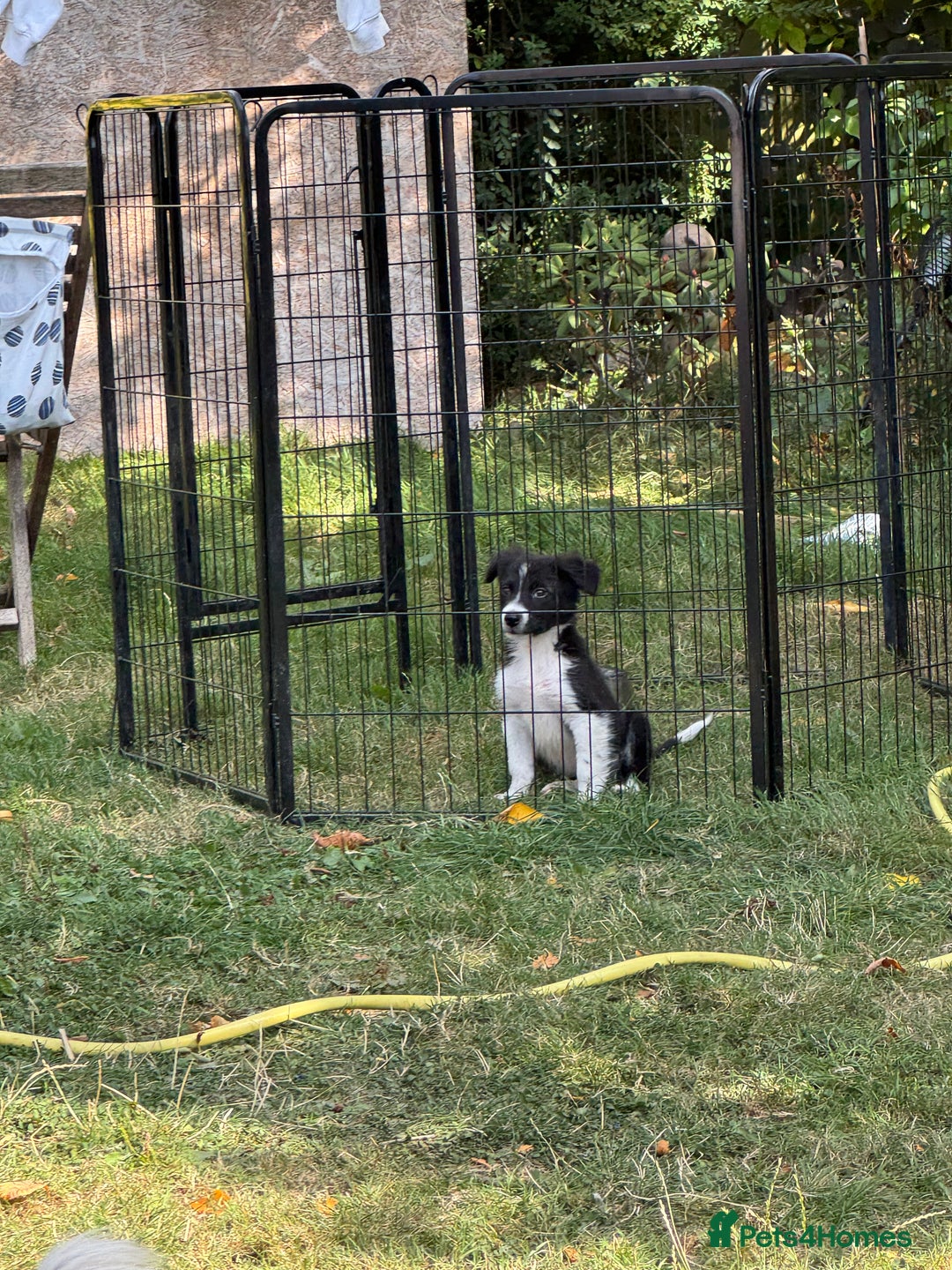 Border Collie dogs for sale: Beautiful baby borders  - Image 6
