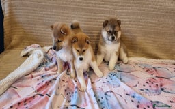 Japanese Shiba Inu dogs for sale: Beautiful Japanese Shiba Inu Puppies - Image 4