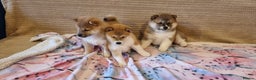 Japanese Shiba Inu dogs for sale: Beautiful Japanese Shiba Inu Puppies - Advert 4
