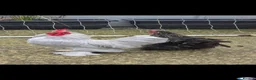 Hens poultry for sale: Lavender Pekin Bantam Pair Male & Female – Healthy in Bradford - Advert 1
