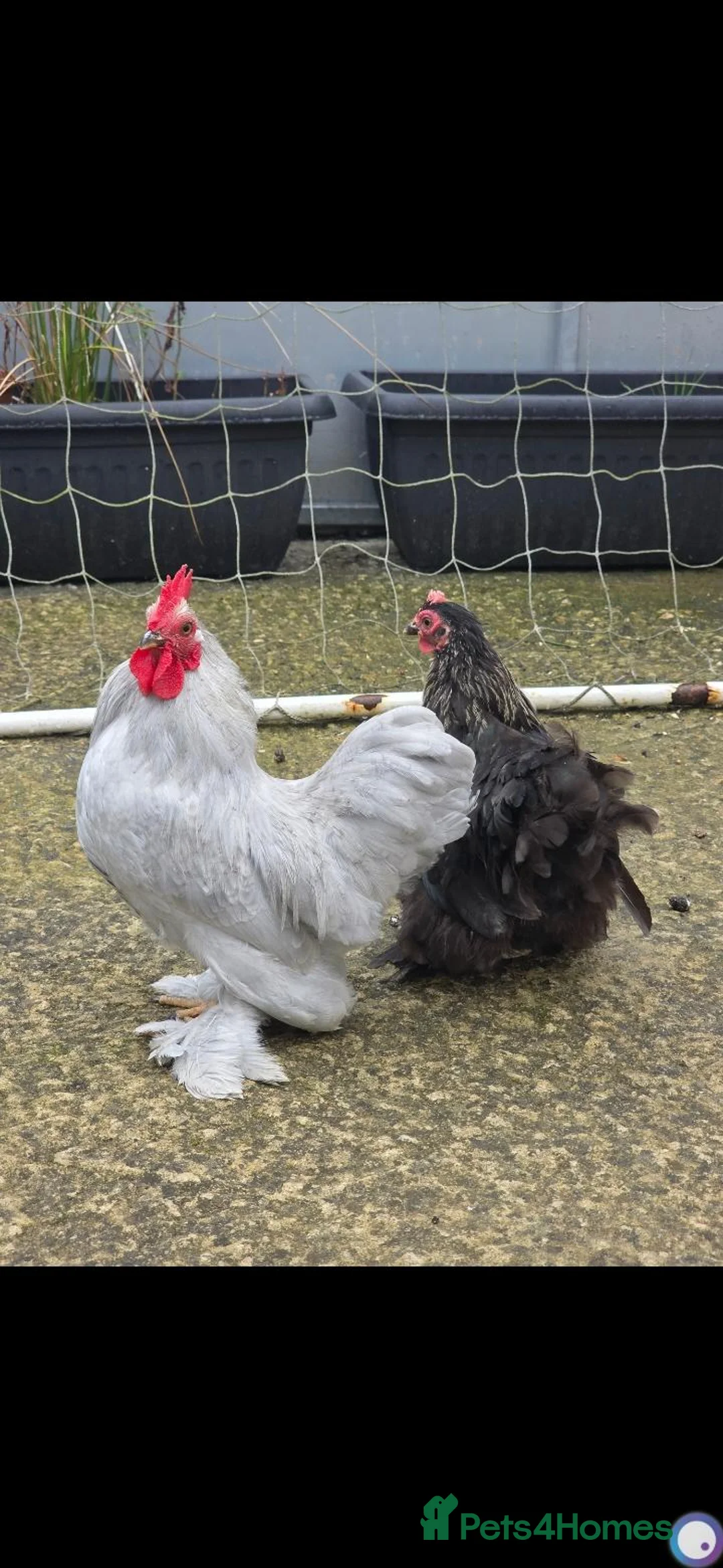 Hens poultry for sale: Lavender Pekin Bantam Pair Male & Female – Healthy in Bradford - Advert 1