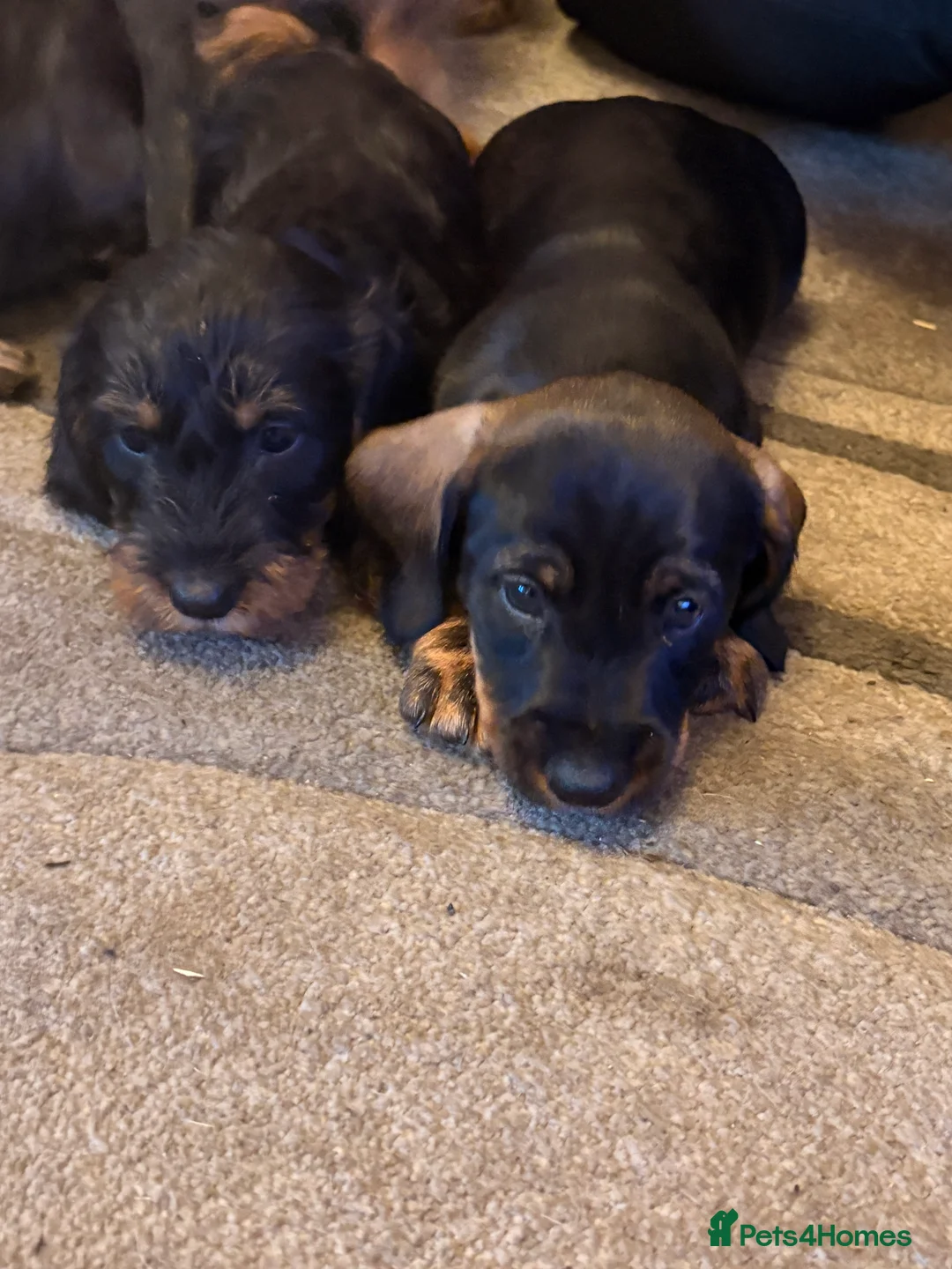 Dachshund dogs for sale: I have a beautiful litter of dachshund puppies  - Advert 6