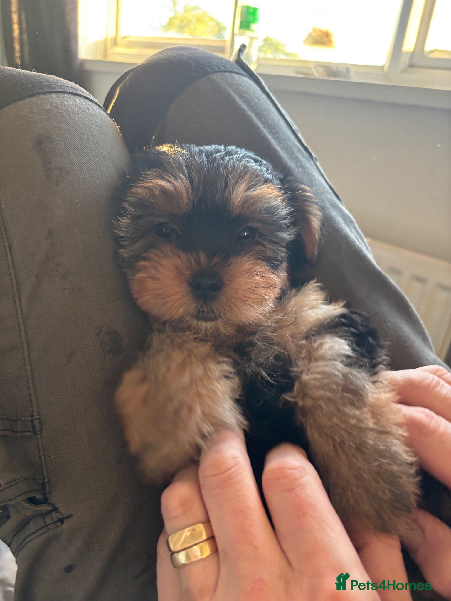 Yorkshire Terrier dogs L@@k 2 beautiful Yorkshire terrier puppies 4 sale - Advert 2