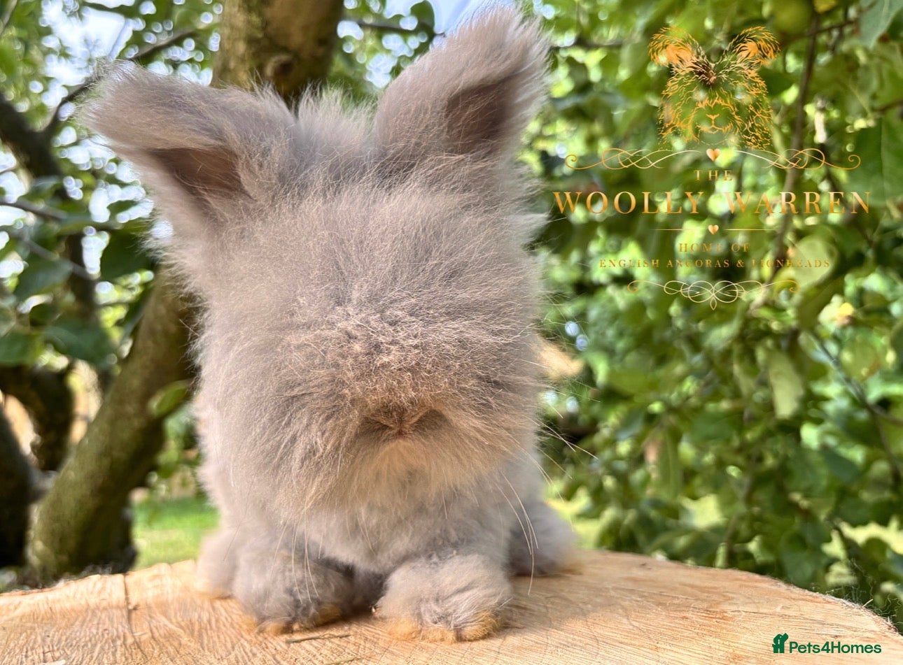 Angora rabbits FULLY VACCINATED ANGORA BROTHERS  - Advert 7