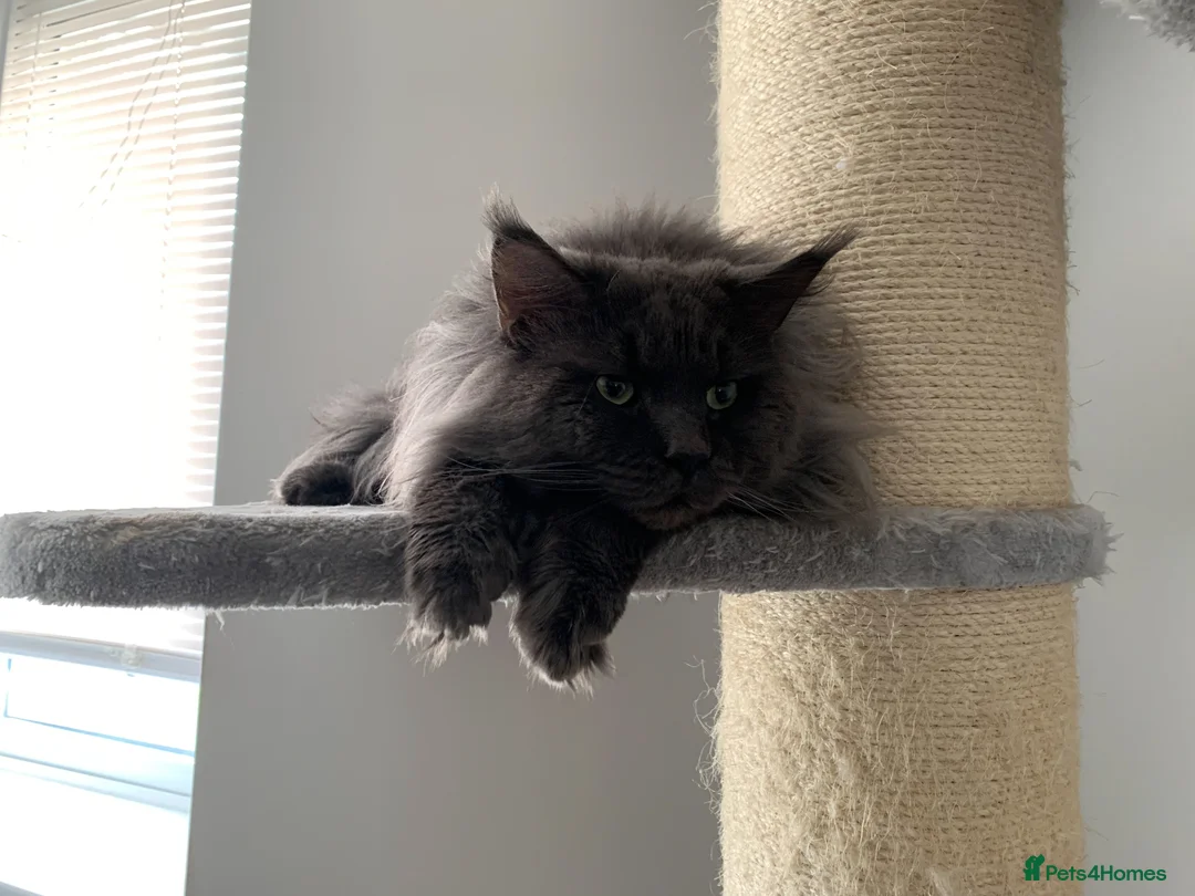 Maine Coon cats for stud: Blue boy for STUD in Ipswich - Advert 7