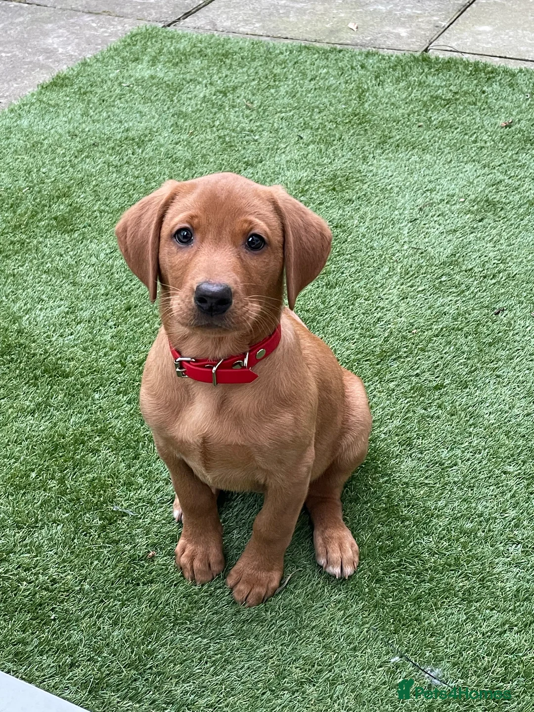 Labrador Retriever dogs for sale: KC Registered, Fox Red Labrador Retriever Puppies - Advert 7