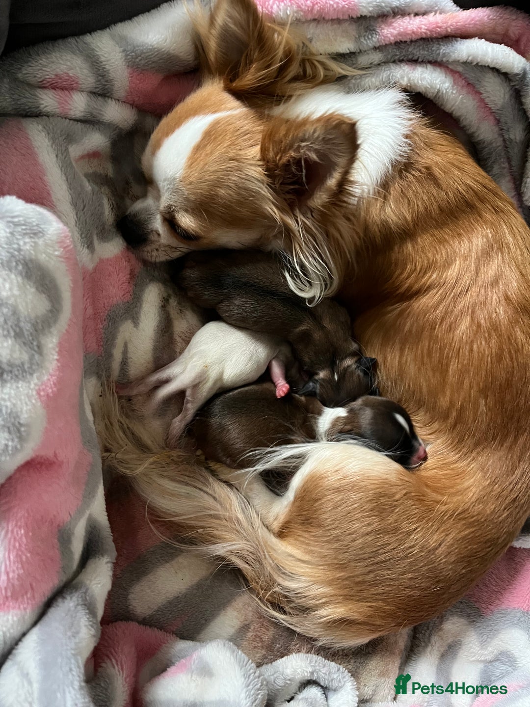 Chihuahua dogs for sale: Chihuahua boy - Advert 1