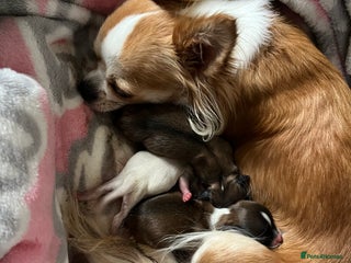 Chihuahua dogs Chihuahua boy - Advert 2