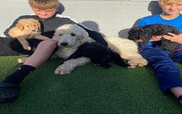 Bernedoodle dogs for sale: Bernedoodle puppies  - Advert 2