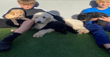 Bernedoodle dogs - Advert 3