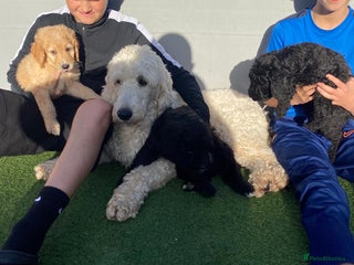 Bernedoodle dogs - Advert 7