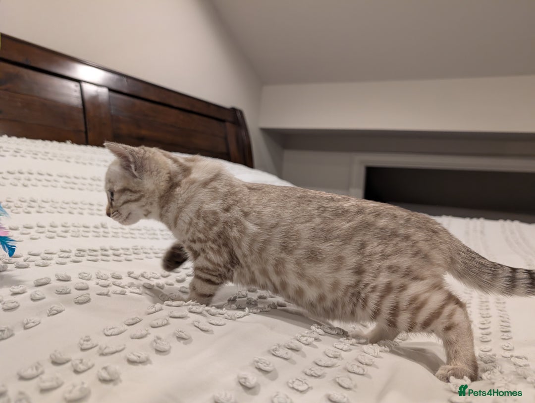 Bengal cats for sale: 🤍🩶 Stunning Snow Bengal Kittens 🩶🤍 - Advert 10