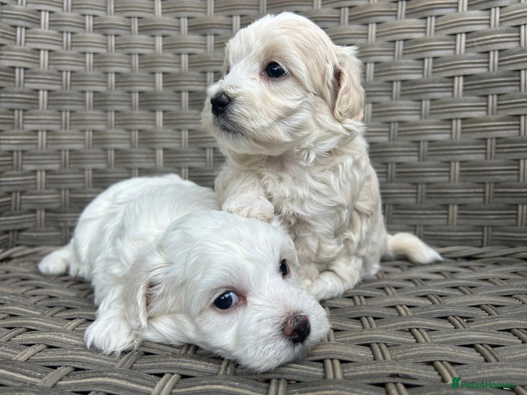 Maltipoo dogs for sale: Champagne and white, extensively health tested - Image 5