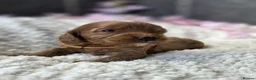 Cockapoo dogs for sale: Gorgeous cockapoo pups - Advert 20